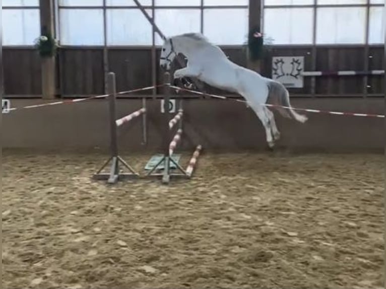 Caballo de deporte alemán Yegua 19 años 163 cm Tordo in Eldingen