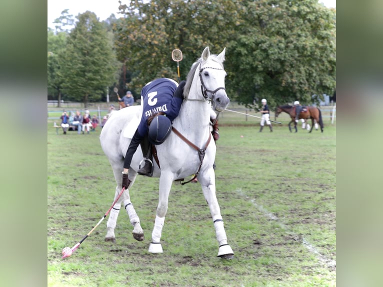 Caballo de deporte alemán Yegua 19 años 163 cm Tordo in Eldingen