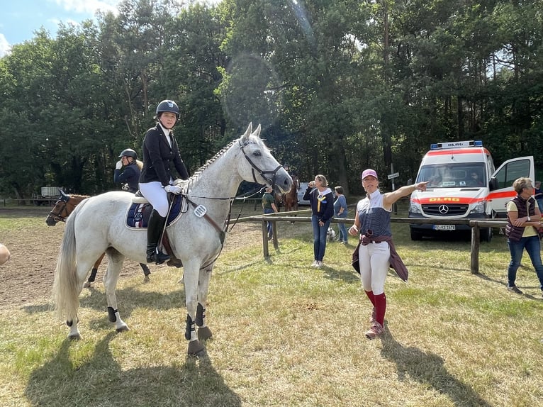 Caballo de deporte alemán Yegua 19 años 163 cm Tordo in Eldingen