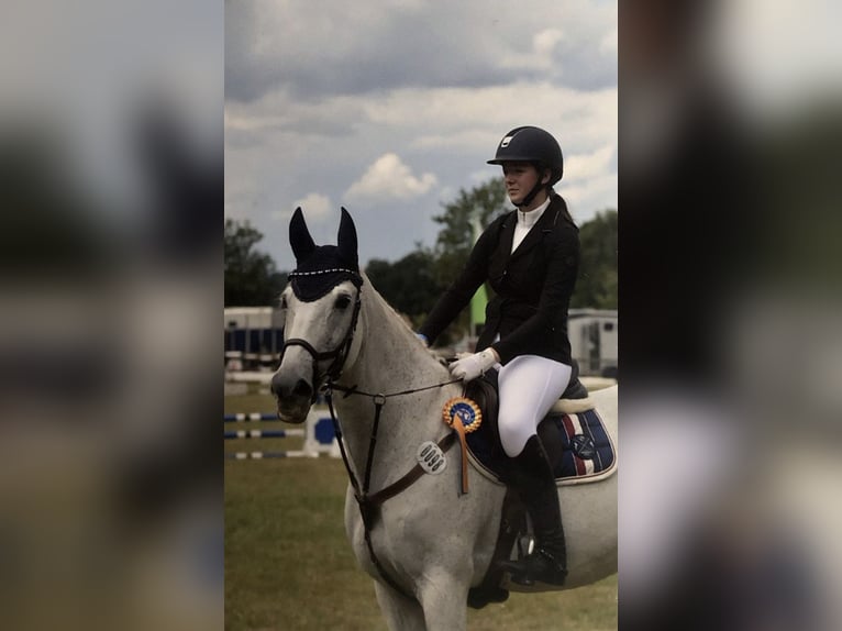 Caballo de deporte alemán Yegua 19 años 163 cm Tordo in Eldingen