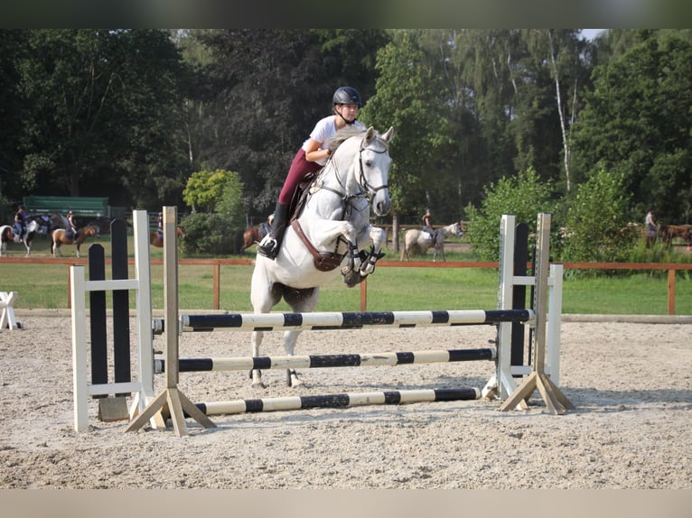 Caballo de deporte alemán Yegua 19 años 163 cm Tordo in Eldingen