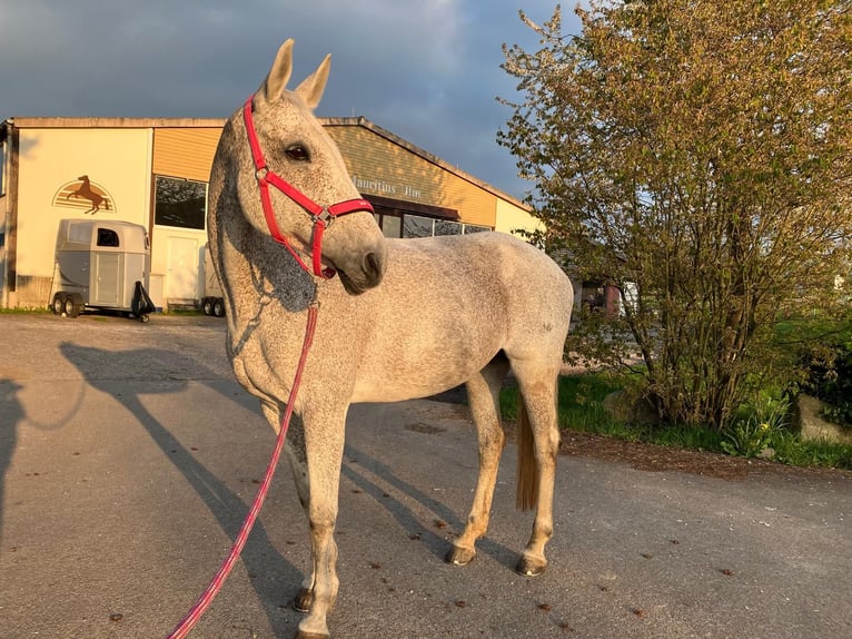 Caballo de deporte alemán Yegua 19 años 165 cm Tordo in Renchen