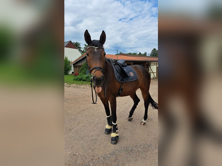 Caballo de deporte alemán Yegua 19 años 172 cm Castaño in Oberlungwitz