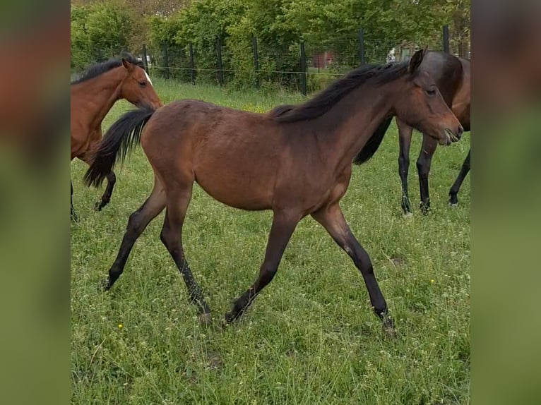 Caballo de deporte alemán Yegua 1 año 150 cm Castaño in Westeregeln