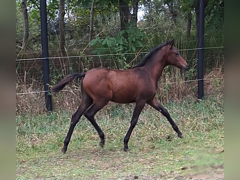 Caballo de deporte alemán Yegua 1 año 150 cm Castaño in Westeregeln
