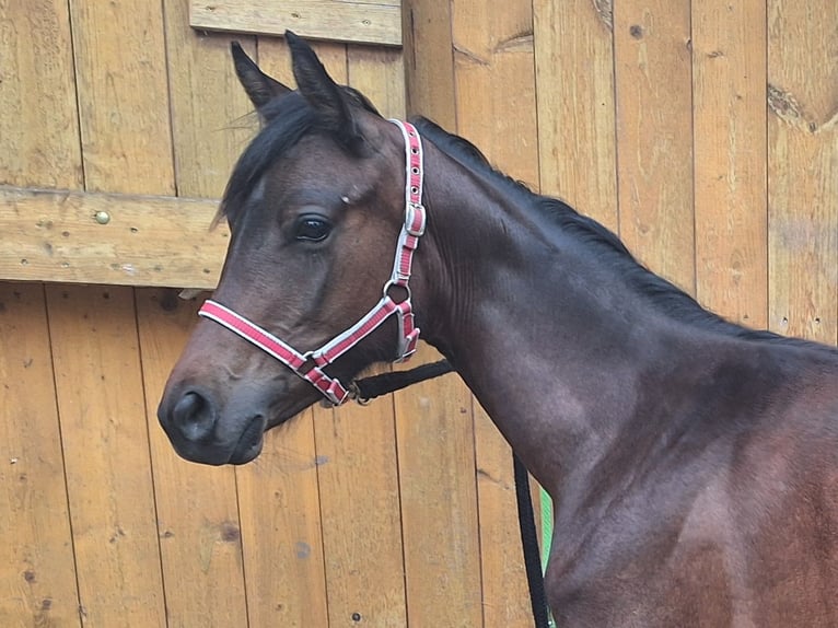 Caballo de deporte alemán Yegua 1 año 150 cm Castaño in Westeregeln
