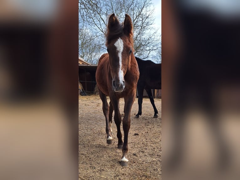 Caballo de deporte alemán Yegua 1 año 150 cm Musgo in Westeregeln