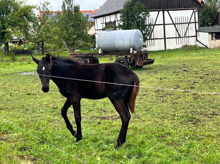 Caballo de deporte alemán Yegua 1 año 157 cm Castaño oscuro in G&#xF6;rlitz