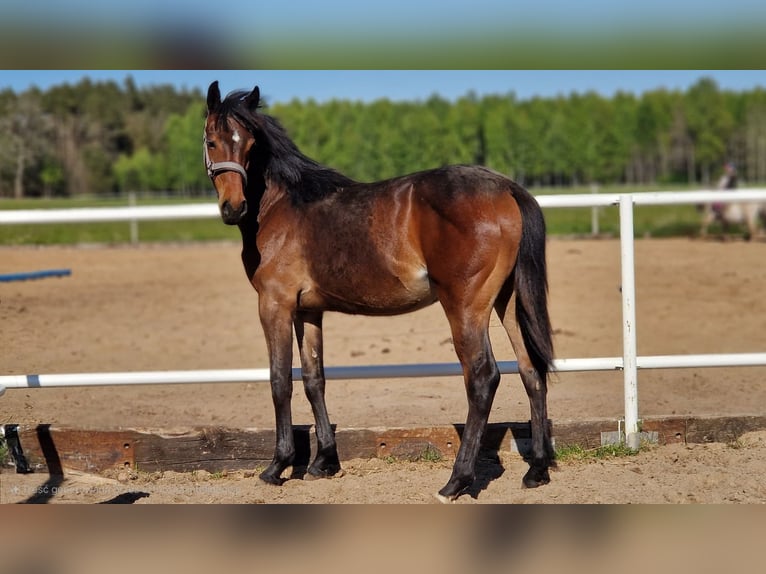 Caballo de deporte alemán Yegua 1 año 162 cm Castaño oscuro in L&#x119;bork