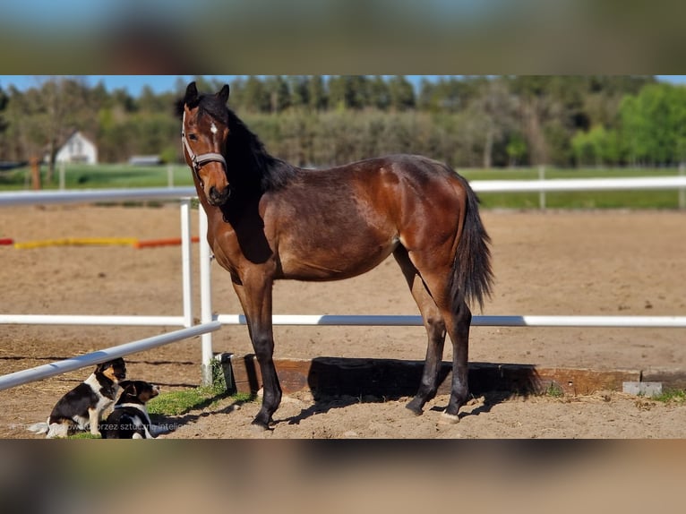 Caballo de deporte alemán Yegua 1 año 162 cm Castaño oscuro in L&#x119;bork