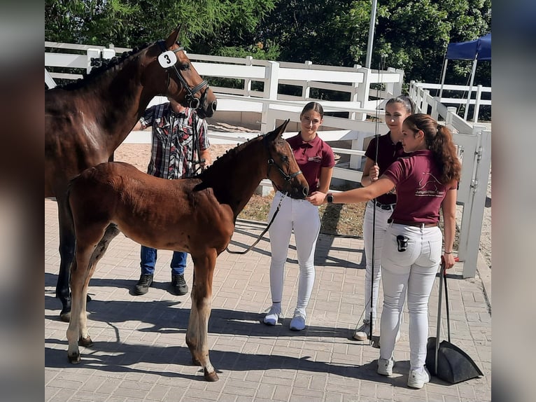 Caballo de deporte alemán Yegua 1 año 164 cm Castaño oscuro in Misserode