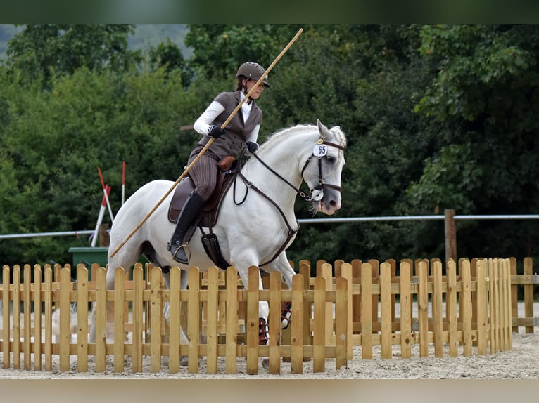 Caballo de deporte alemán Yegua 1 año 165 cm Tordillo negro in Hodenhagen