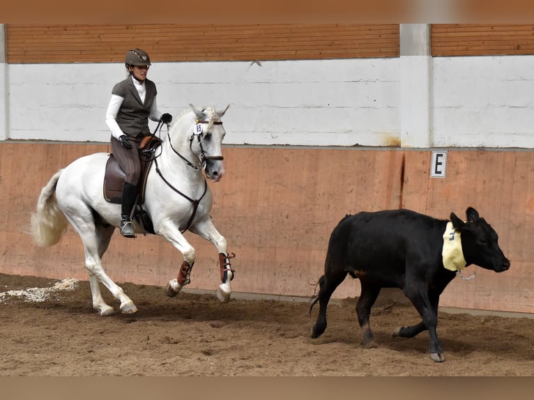 Caballo de deporte alemán Yegua 1 año 165 cm Tordillo negro in Hodenhagen