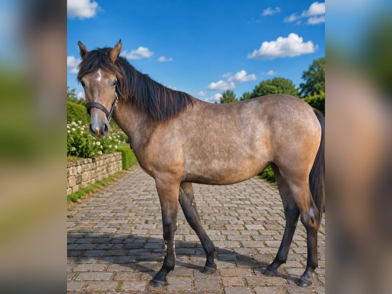 Caballo de deporte alemán Yegua 1 año 167 cm Musgo in Schwedt/Oder