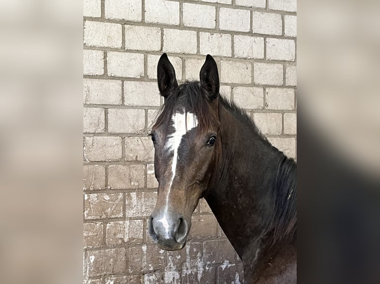 Caballo de deporte alemán Yegua 1 año 168 cm Tordillo negro in Dormagen