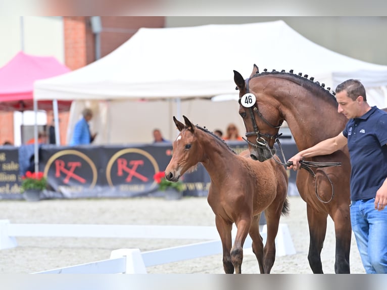 Caballo de deporte alemán Yegua 1 año 169 cm Castaño in Verl