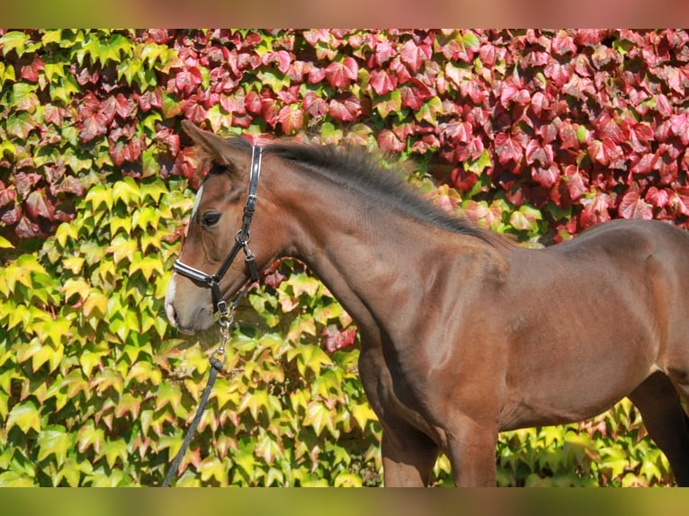 Caballo de deporte alemán Yegua 1 año 169 cm Castaño oscuro in Neckargemünd