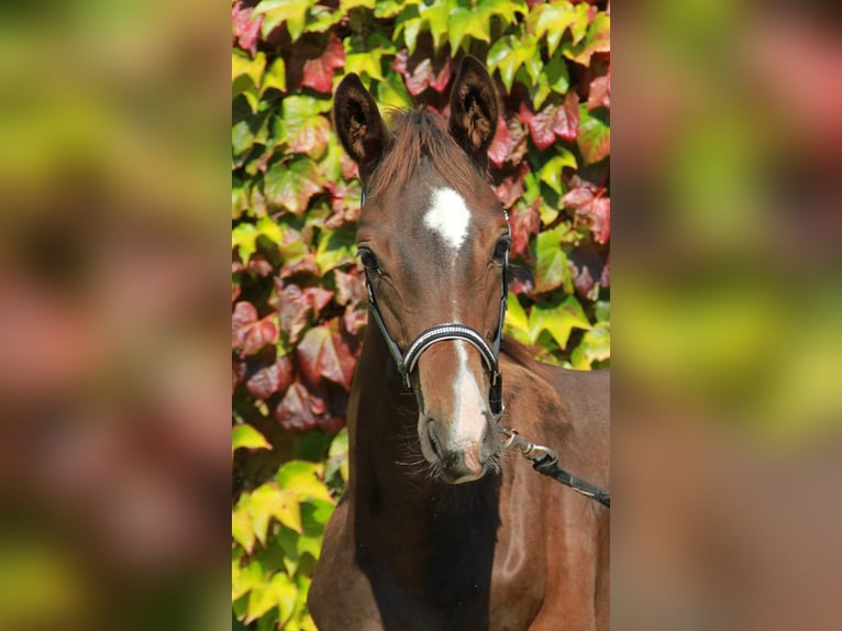 Caballo de deporte alemán Yegua 1 año 169 cm Castaño oscuro in Neckargemünd