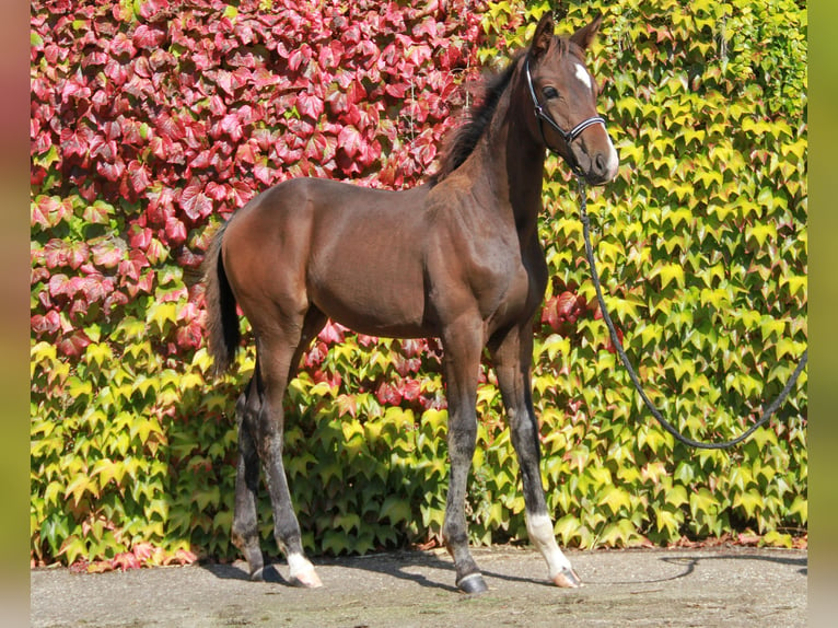 Caballo de deporte alemán Yegua 1 año 169 cm Castaño oscuro in Neckargemünd