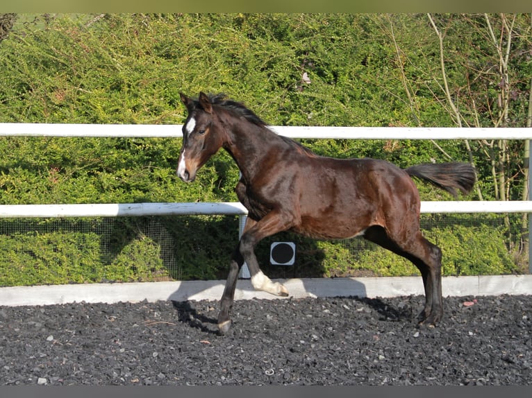 Caballo de deporte alemán Yegua 1 año 169 cm Castaño oscuro in Neckargemünd