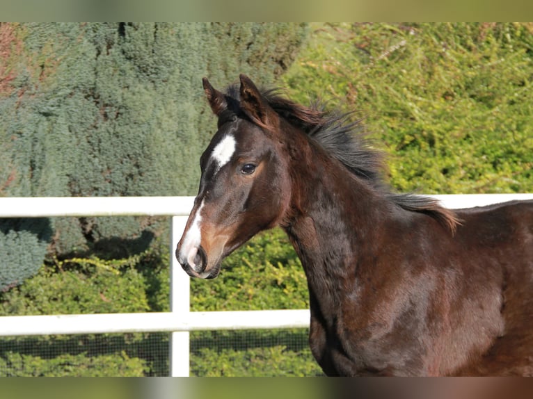 Caballo de deporte alemán Yegua 1 año 169 cm Castaño oscuro in Neckargemünd