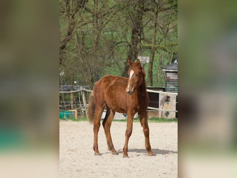 Caballo de deporte alemán Yegua 1 año 170 cm Alazán in Ulrichstein