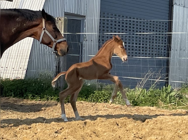 Caballo de deporte alemán Yegua 1 año 170 cm Alazán-tostado in Dornburg-Camburg