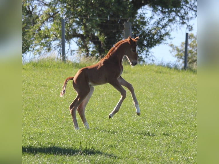 Caballo de deporte alemán Yegua 1 año 170 cm Alazán-tostado in Dornburg-Camburg