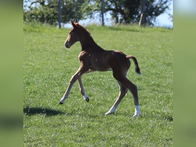 Caballo de deporte alemán Yegua 1 año 170 cm Alazán-tostado in Dornburg-Camburg