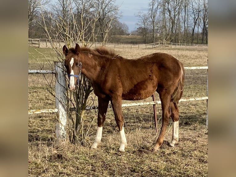Caballo de deporte alemán Yegua 1 año 170 cm Alazán-tostado in Herzberg