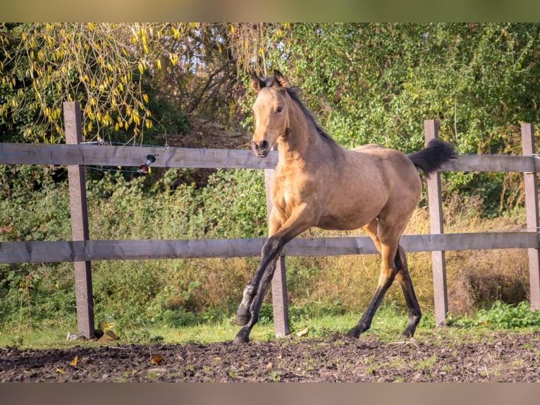 Caballo de deporte alemán Yegua 1 año 170 cm Buckskin/Bayo in Dessau-Roßlau