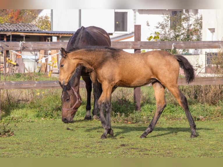 Caballo de deporte alemán Yegua 1 año 170 cm Buckskin/Bayo in Dessau-Roßlau