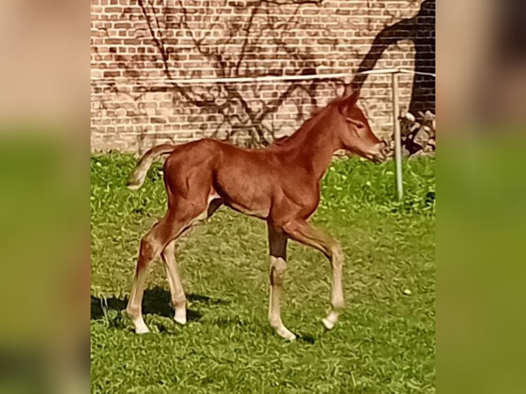 Caballo de deporte alemán Yegua 1 año 170 cm in Milower Land