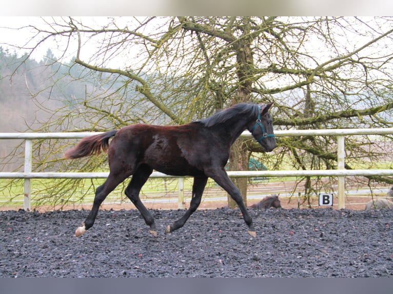 Caballo de deporte alemán Yegua 1 año 170 cm Negro in Neckargemünd