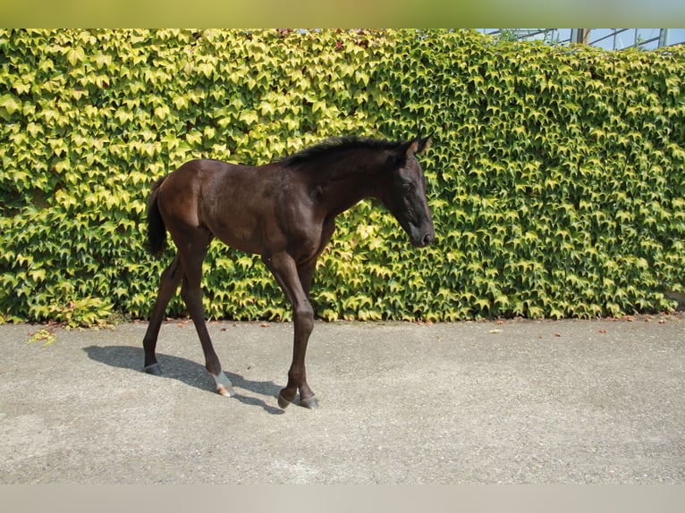Caballo de deporte alemán Yegua 1 año 170 cm Negro in Neckargemünd