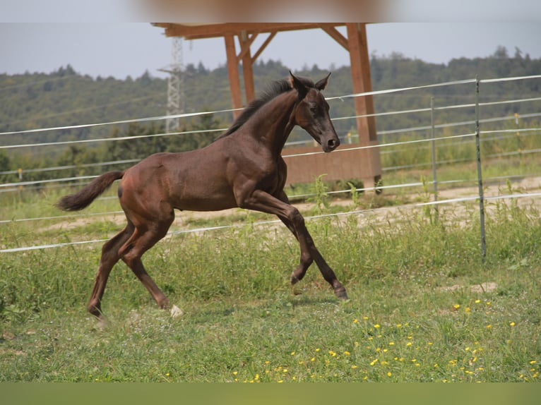 Caballo de deporte alemán Yegua 1 año 170 cm Negro in Neckargemünd
