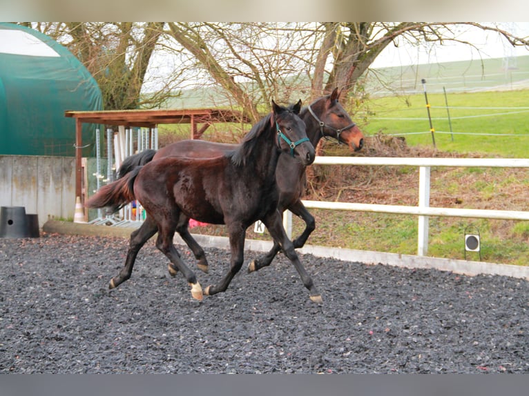 Caballo de deporte alemán Yegua 1 año 170 cm Negro in Neckargemünd