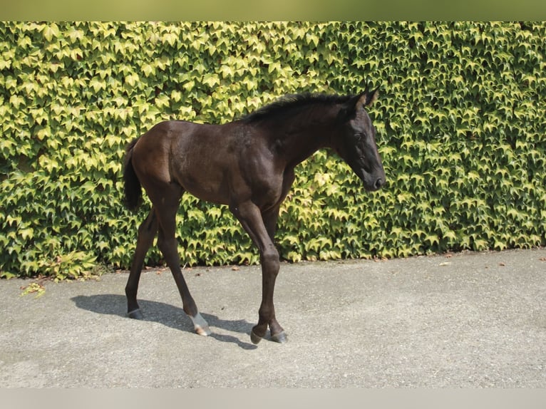Caballo de deporte alemán Yegua 1 año 170 cm Negro in Neckargemünd