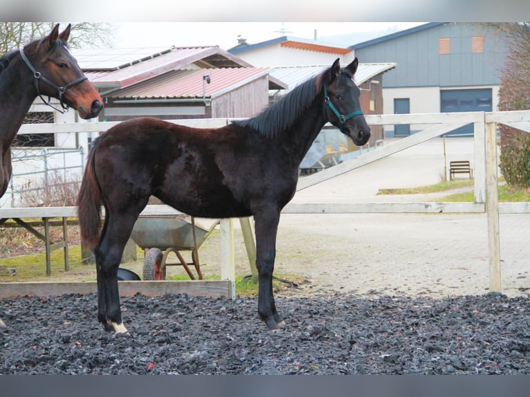 Caballo de deporte alemán Yegua 1 año 170 cm Negro in Neckargemünd
