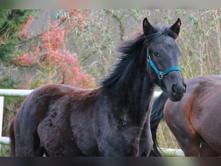 Caballo de deporte alemán Yegua 1 año 170 cm Negro in Neckargemünd