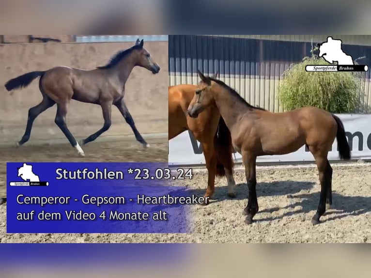 Caballo de deporte alemán Yegua 1 año 170 cm Tordo in Gadow