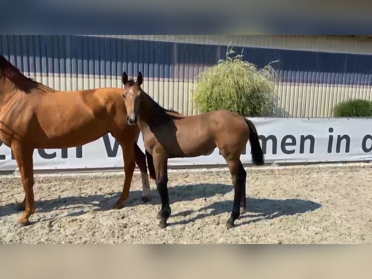 Caballo de deporte alemán Yegua 1 año 170 cm Tordo in Gadow