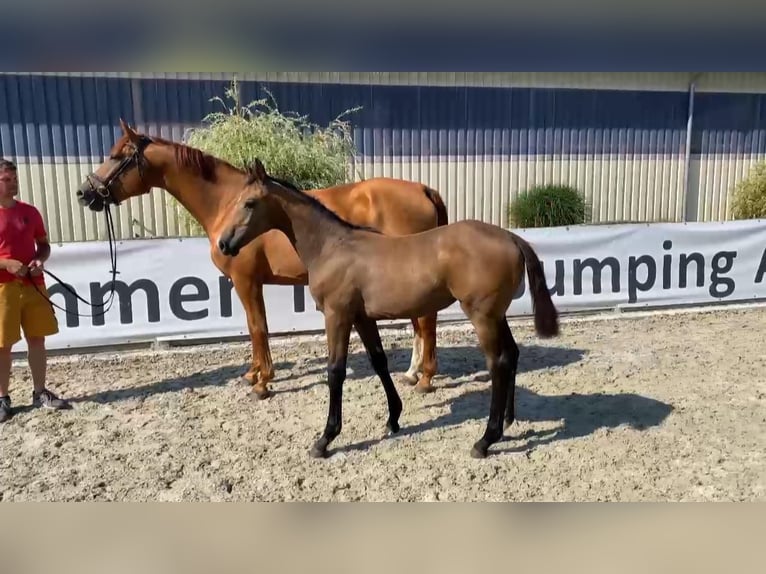 Caballo de deporte alemán Yegua 1 año 170 cm Tordo in Gadow