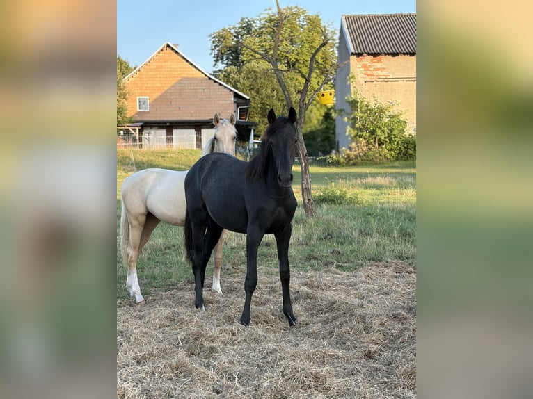 Caballo de deporte alemán Yegua 1 año 170 cm Tordo rodado in AhlumBeetzendorf