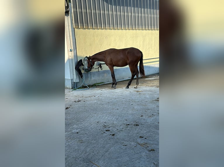 Caballo de deporte alemán Yegua 1 año 171 cm Castaño in MarktoberdorfMarktoberdorf