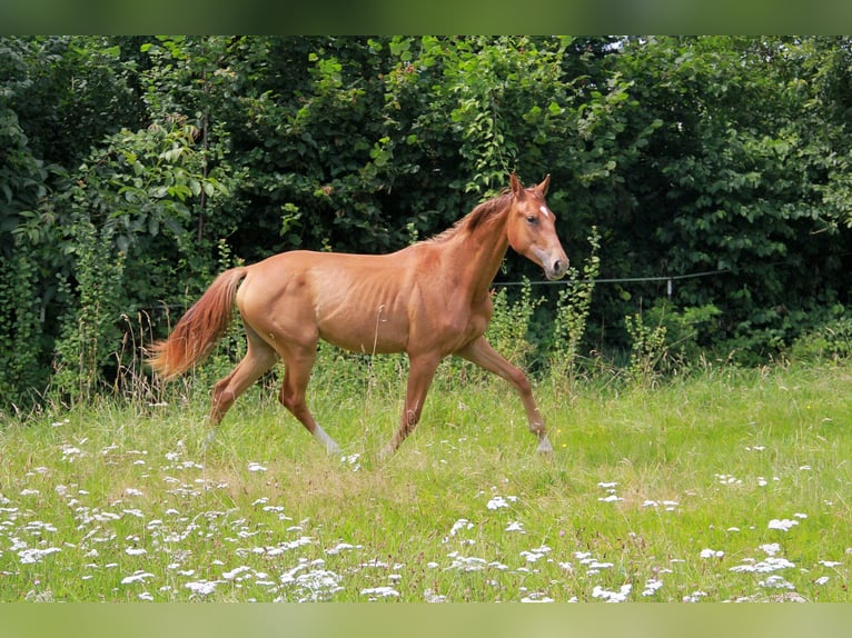 Caballo de deporte alemán Yegua 1 año 172 cm Alazán in Neckargemünd