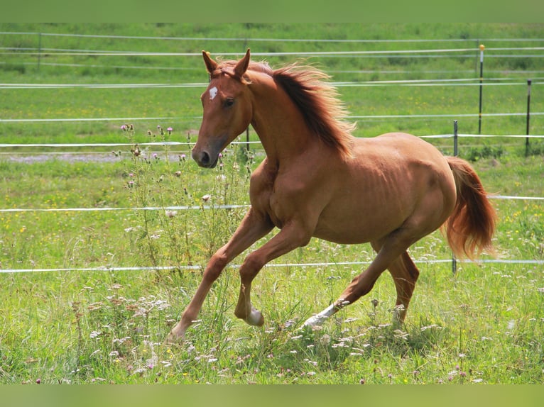 Caballo de deporte alemán Yegua 1 año 172 cm Alazán-tostado in Neckargemünd