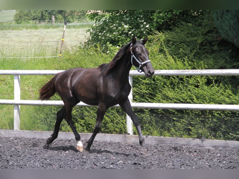 Caballo de deporte alemán Yegua 1 año 172 cm Negro in Neckargemünd