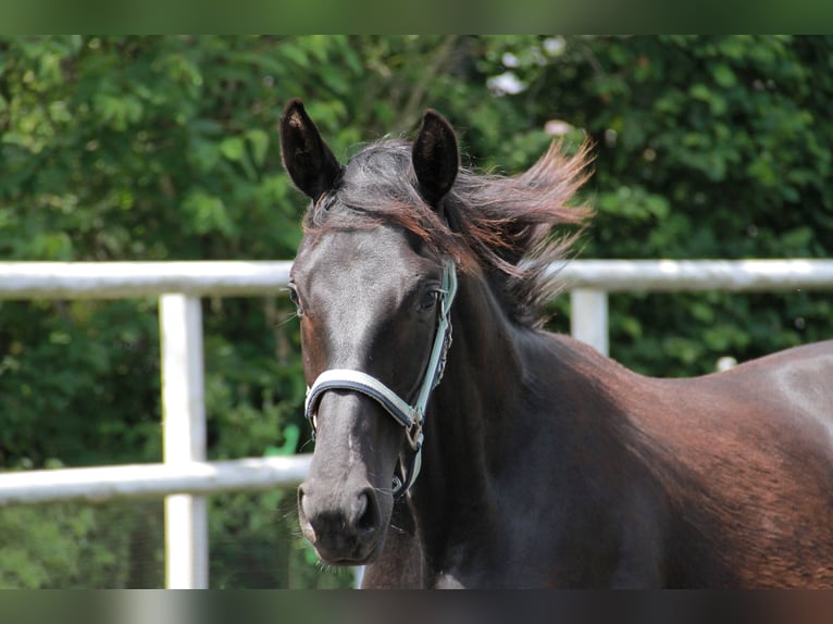 Caballo de deporte alemán Yegua 1 año 172 cm Negro in Neckargemünd