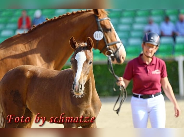 Caballo de deporte alemán Yegua 1 año 174 cm Alazán in Frauenstein